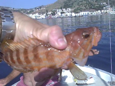 Promozione gratuita del pesce povero su Lipari.biz