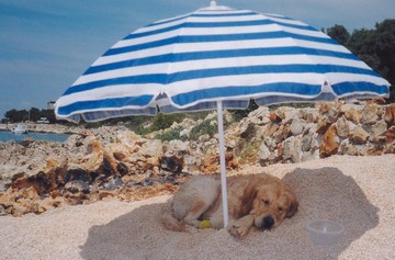 Il problema cani ed escrementi in spiaggia