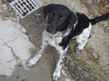 Cercasi proprietario di cagnolino smarrito
