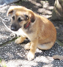 Cucciolo in attesa di padrone 