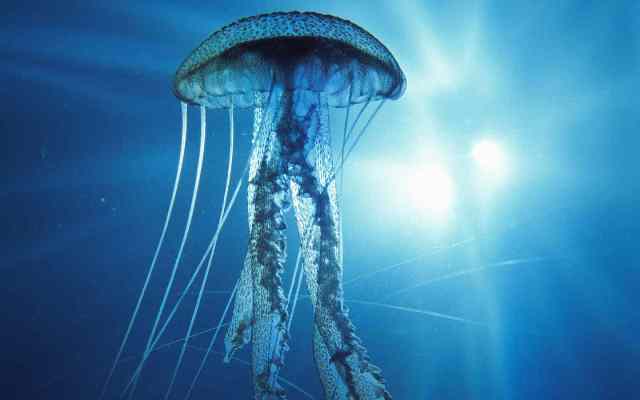 Tgcom24 e la bufala delle meduse alle Isole Eolie