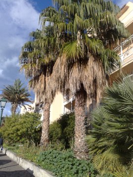 Il Punteruolo divora le palme di Lipari