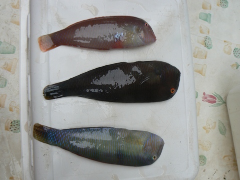 C'è anche un Pettine "Calimero" ?