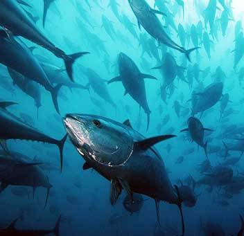 A Lipari si può sbarcare il tonno rosso